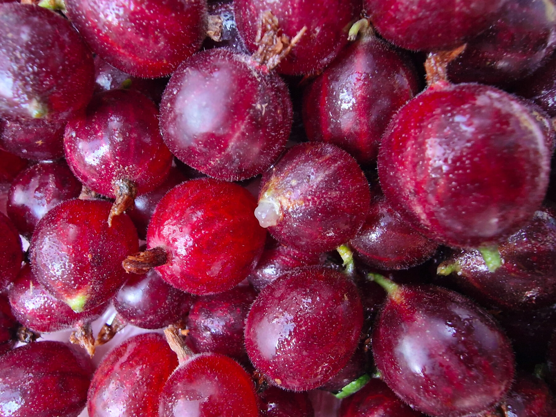 Zutaten Stachelbeeren rot